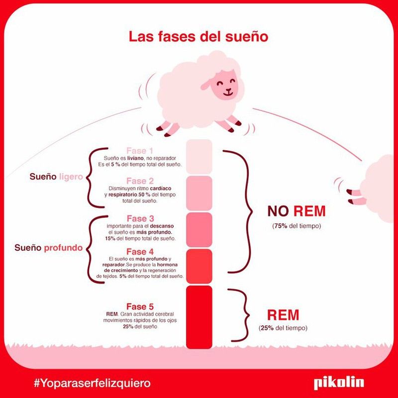 Las fases del Sueño
